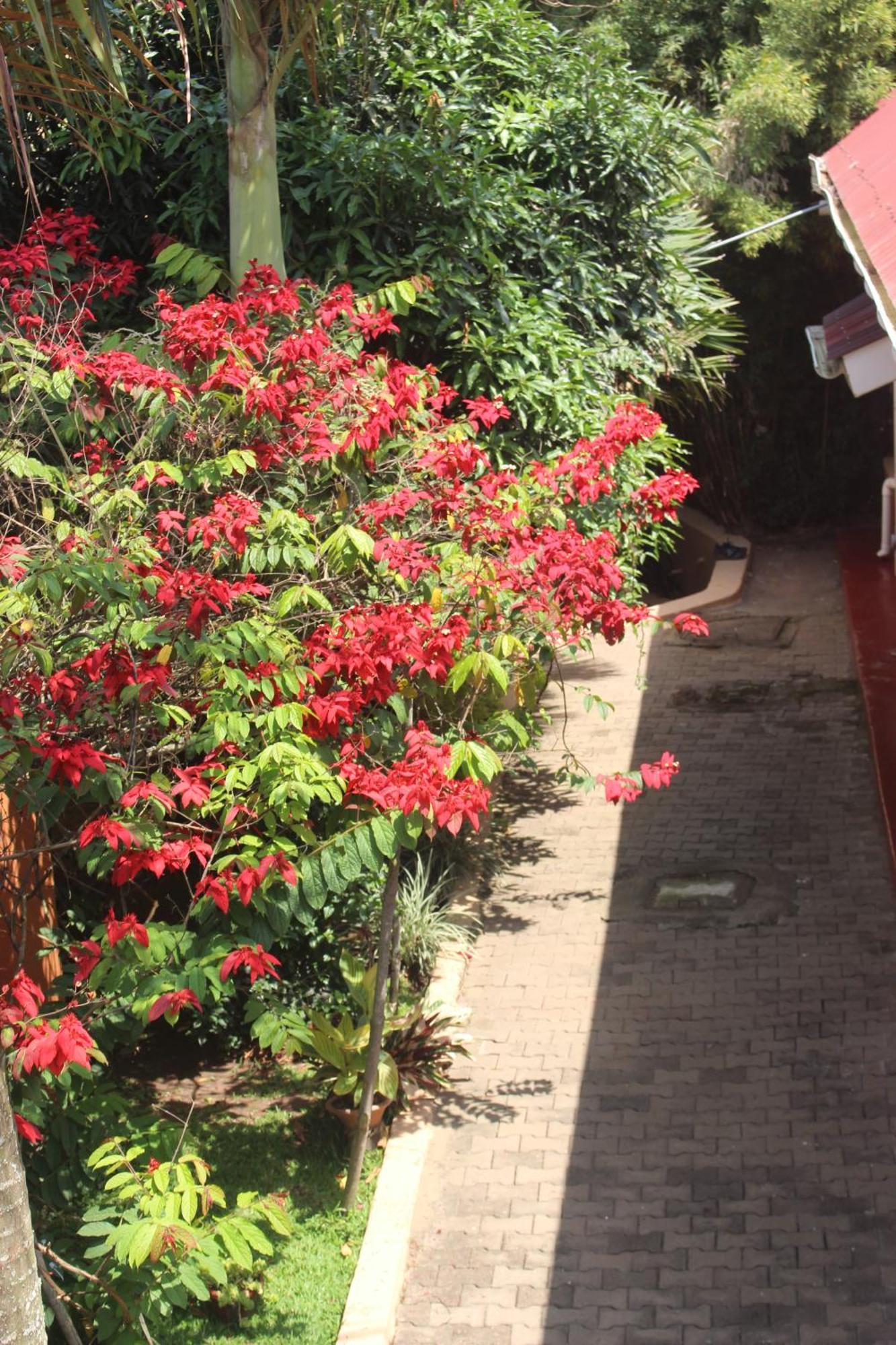 Fort Portal Montane Safaris Hotel מראה חיצוני תמונה